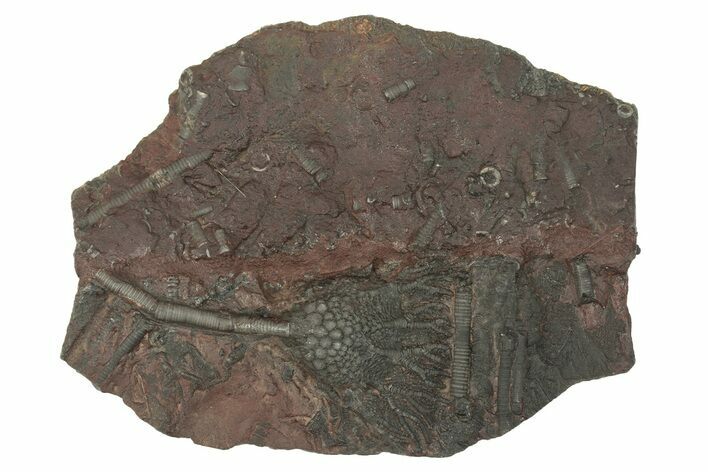 Silurian Fossil Crinoid (Scyphocrinites) Plate - Morocco #230248